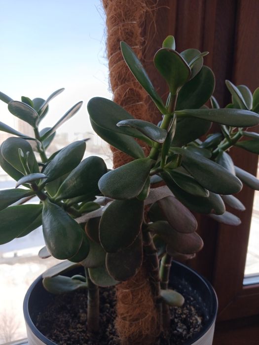 Продаю денежное дерево