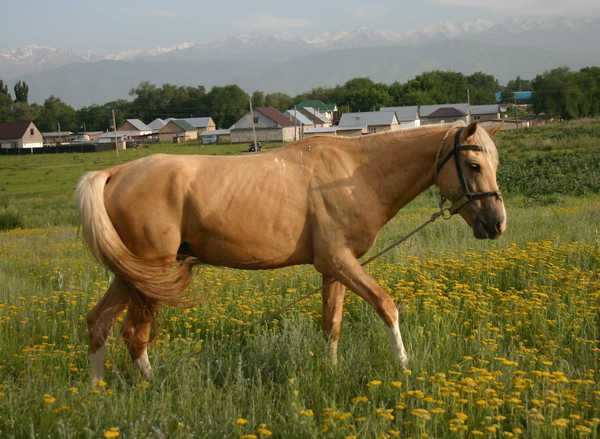 Кобыла Арена 2002г рож Арабо Кабардинка