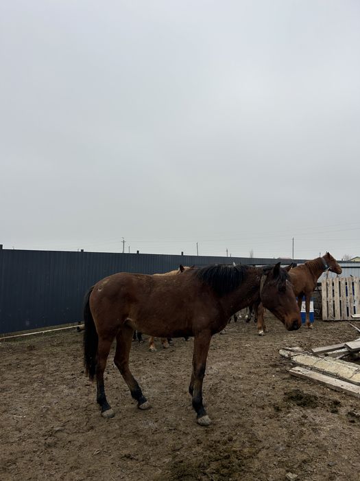 1 бас Көшім байтал сатылады