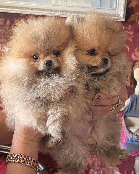 Шикарные детки шпица