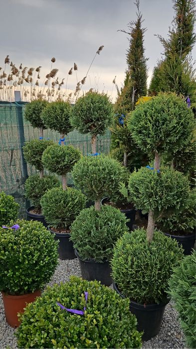 Vindem plante ornamentale de foarte buna calitate