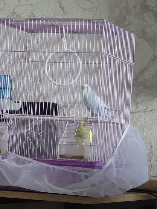 Волнистый попугай