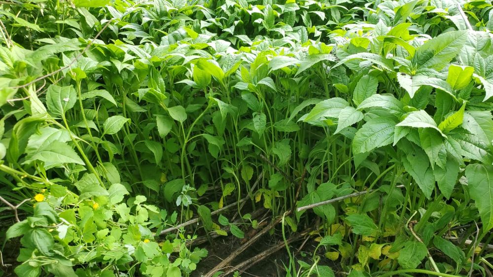 Топинамбур продам