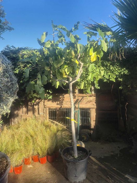 pui puiet smochin aclimatizat