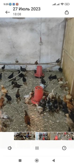 Хуроз Товук жужалар сотилади оптом нархда
