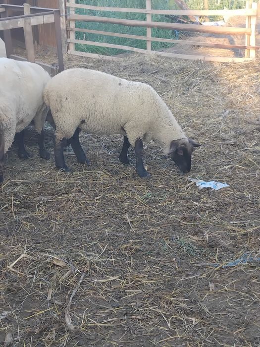 Vând miei suffolk.