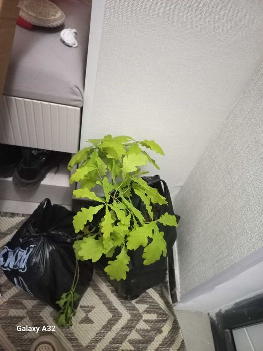 продам саженцы дуба