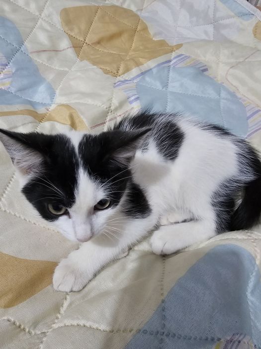 Котенок в добрые руки