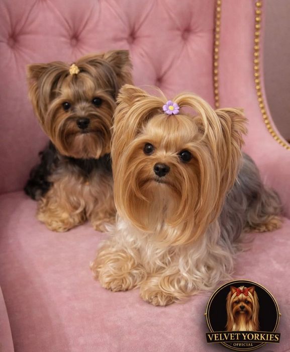 йоркширски териери