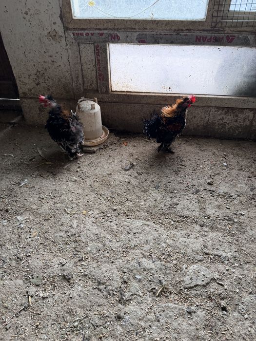 Кудрявый петухи молодый