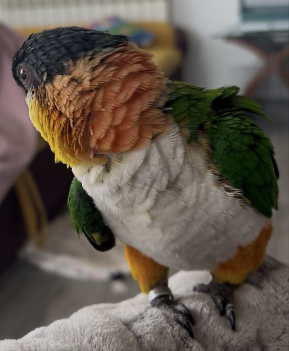Vand papagal Caique