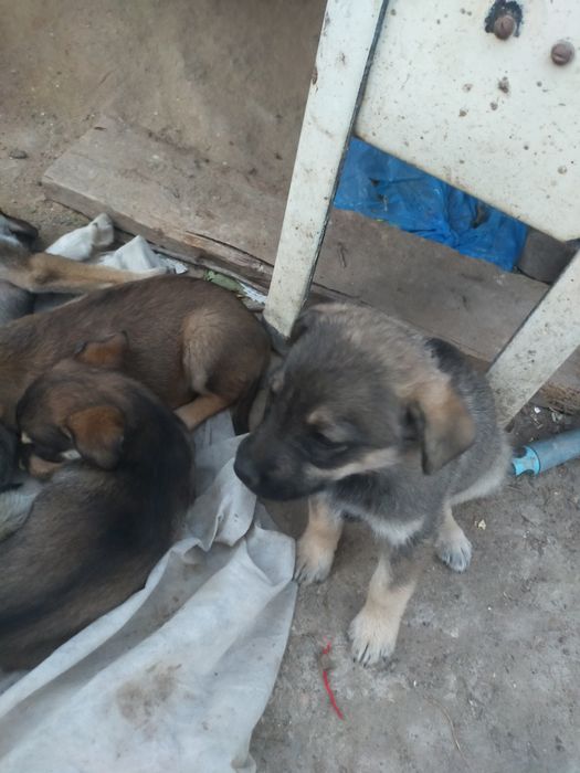 Отдам щенков в добрые руки