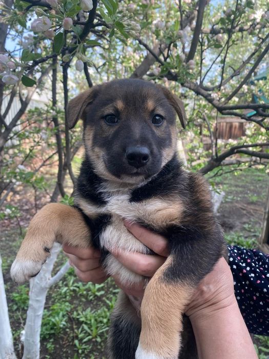 Щеняток в добрые руки отдаем