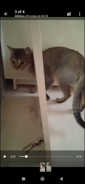 Britaniyskiy shinshila sotiladi zotli mushuk