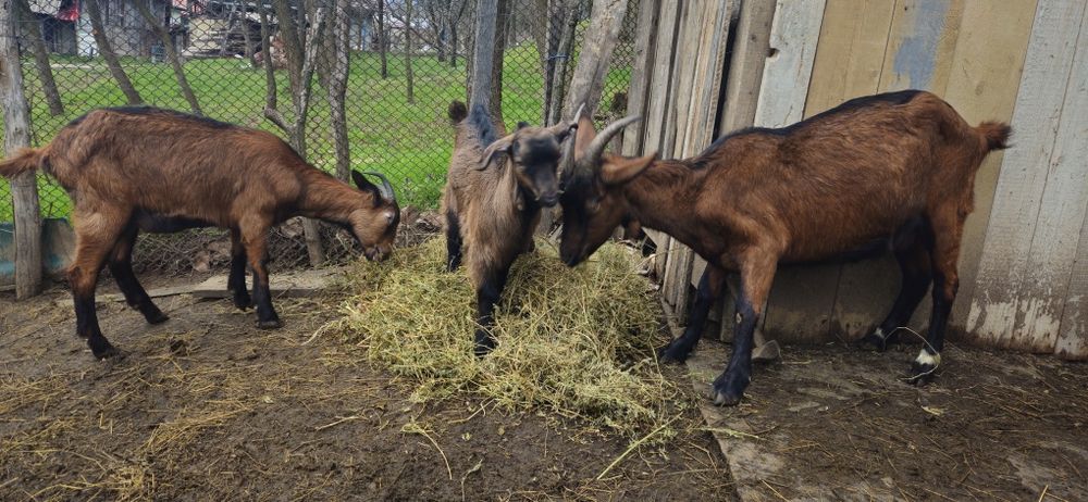 Vănd capre rasa alpină franceză