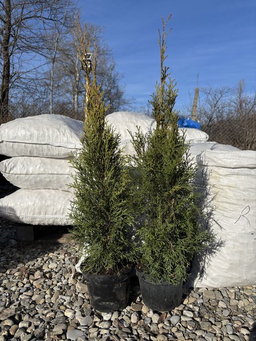 Tuia Smaragd la ghiveci