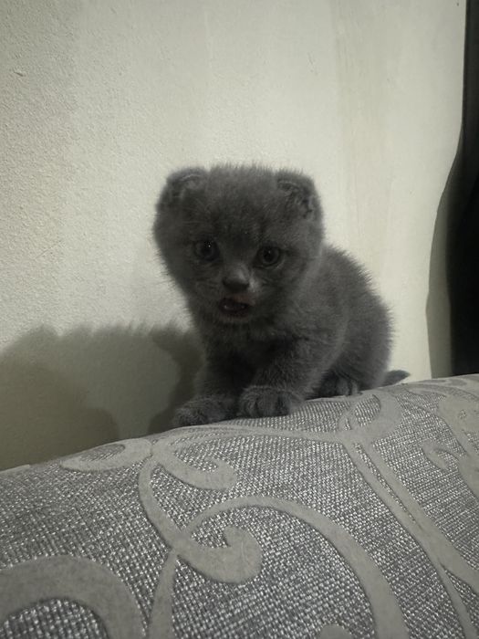 Шотландские вислоухие