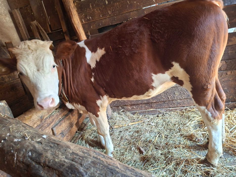 Animale domestice