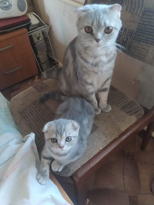Шотландский котенок