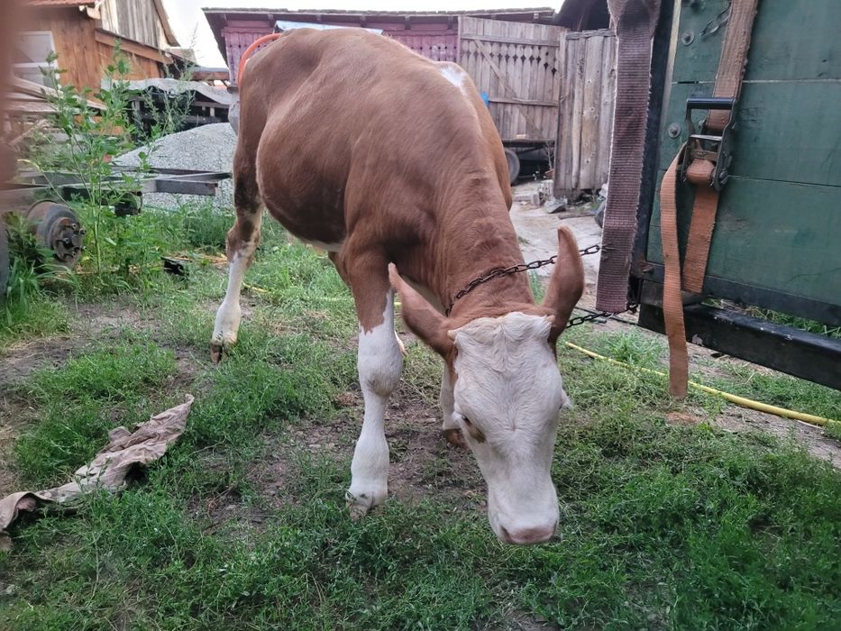 Vând viței două vițele și doi tăurași