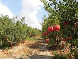 Анор бог сотилади