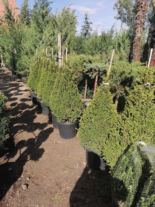 Tuia leylandi, columnaris, spirală, tei, platan, mesteacăn, brazi.