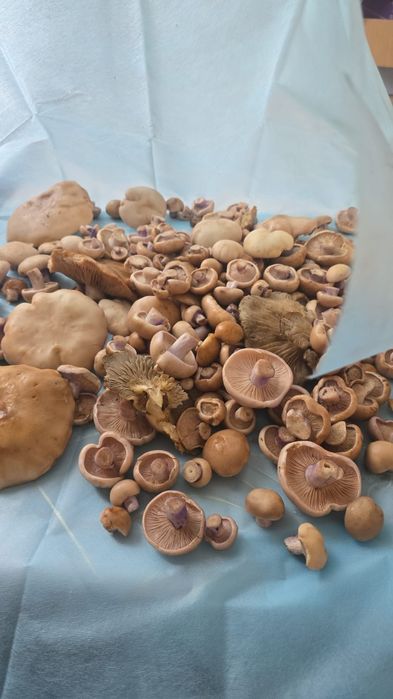 Грибы синий ножки қозықұйрық