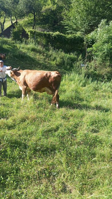 Vacă de vânzare Parva