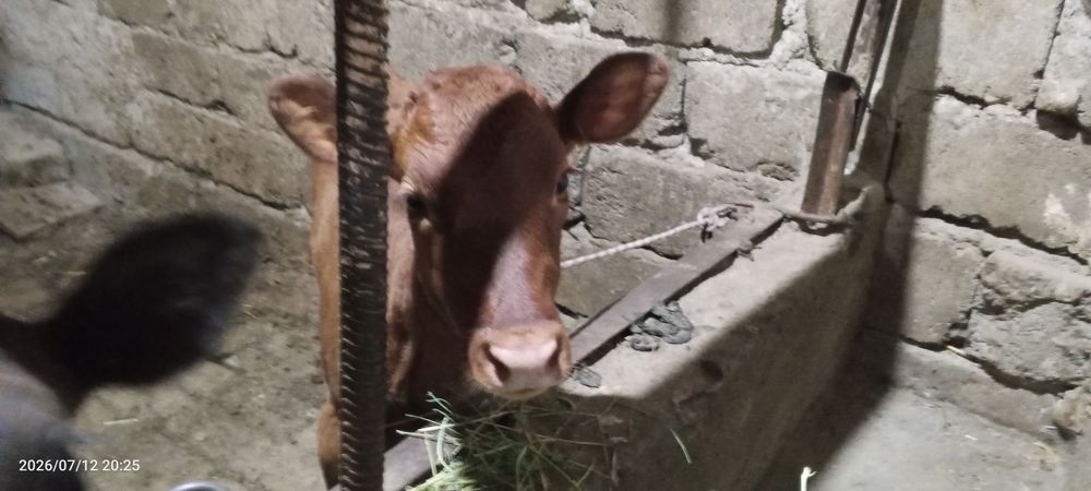 Ona bola sigir sotiladi