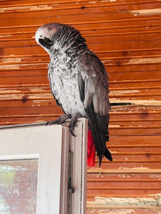 Vând 2 Papagali Jako (Grey African) cu inel