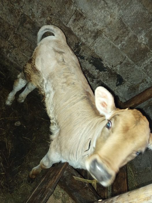 Vaca cu vițica de 6 săptămâni