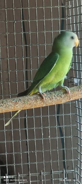 Сливоголовый попугай 5 мес