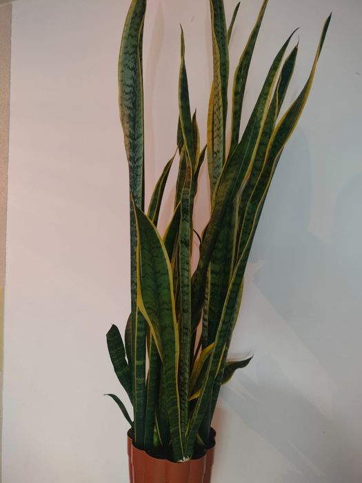 Щучий хвост. Растение.