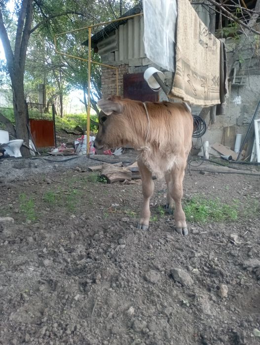 Продам Бычка 3 месяца