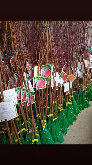 Pomi fructiferi de diferite soiuri