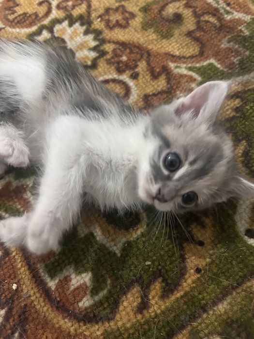 Отдам котят бесплатно