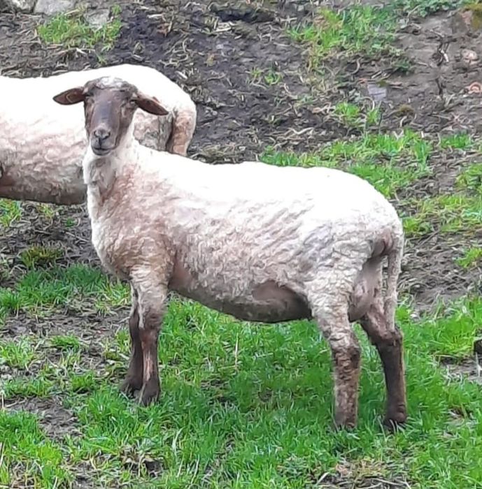 Vând oaie bună de lapte