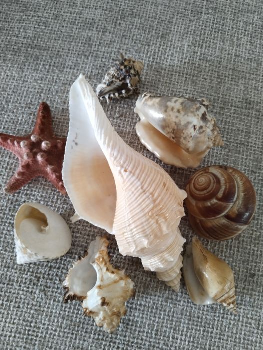 Ракушки из трёх морей и океана