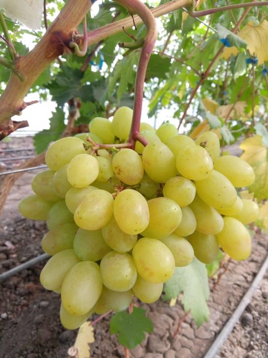 Butași Viță de Vie înrădăcinați la Pepiniera Cătăplant