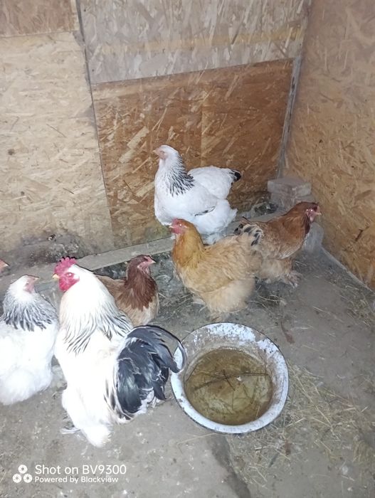 Брамы и кохинхины