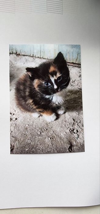 Принтер Epson L800