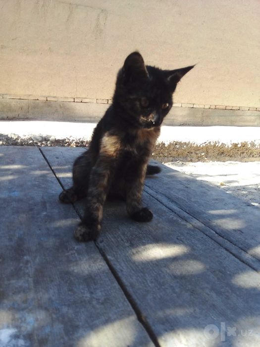 Котята - Раздаём бесплатно