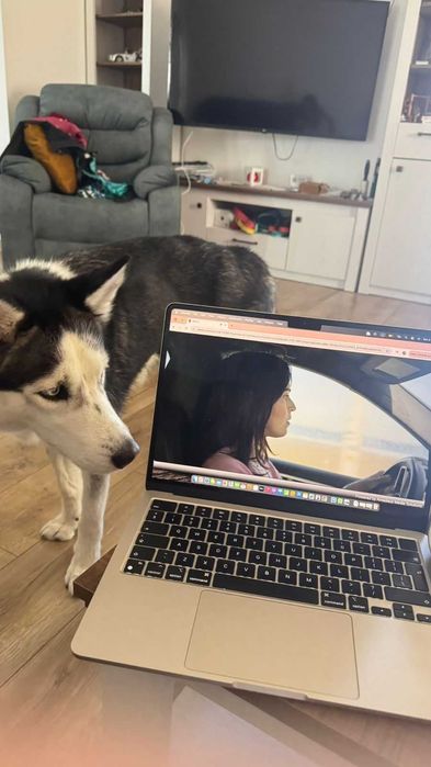 Cazare Câini / Pet Sitting Premium - Mediu Familial (Fără țarcuri)