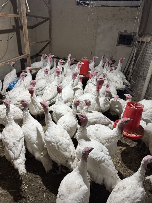 индюки курка индейка биг 6