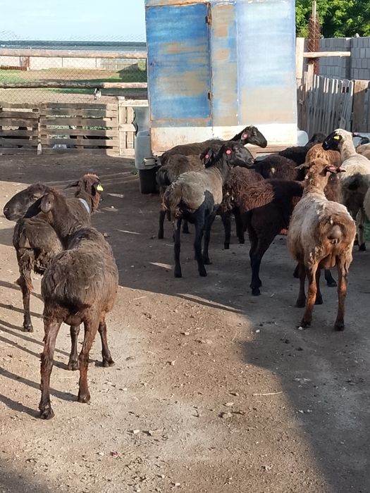 Продам баран курдючной породы