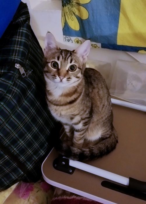 Мысыктар бар вязкага, тегін..