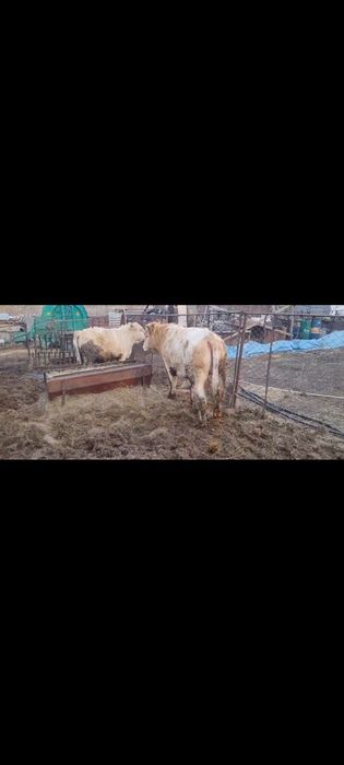 Продам бычков, возраст 1 год