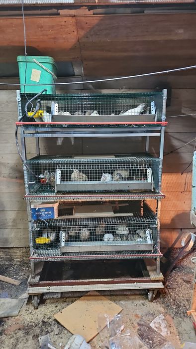 Пъдпъдъци и клетки по ваш  размер