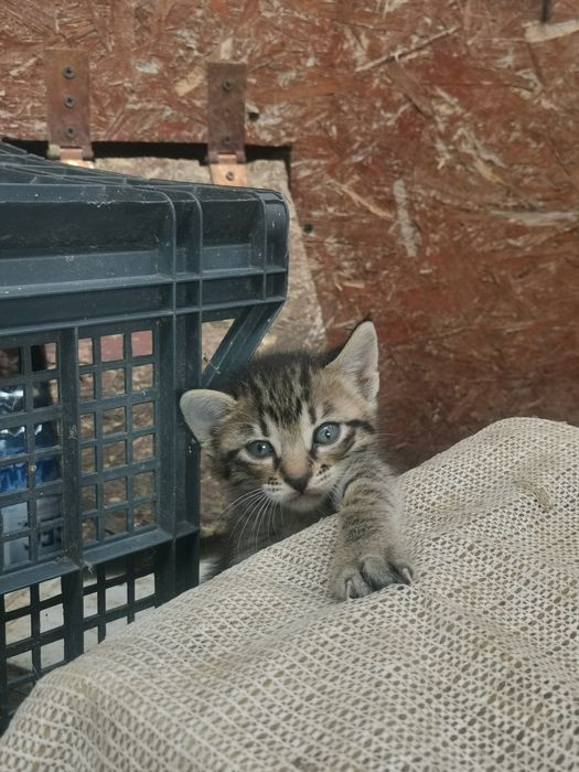 Pisic spre adoptie