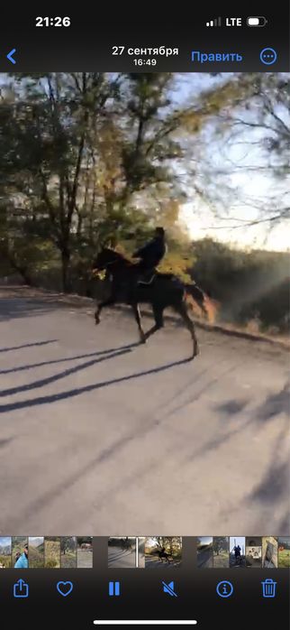 Продам Жеребца.!